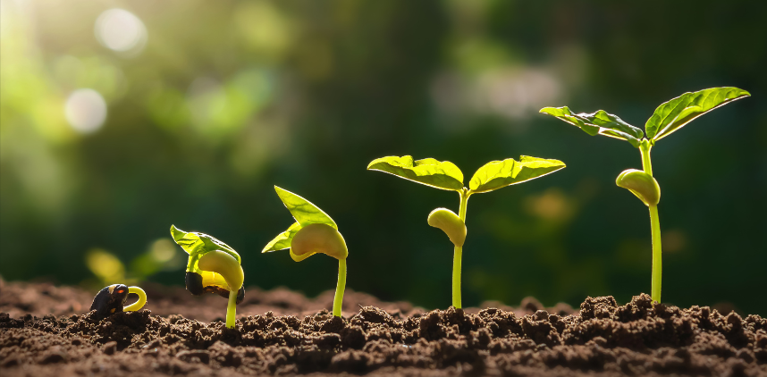 photo of seeds growing